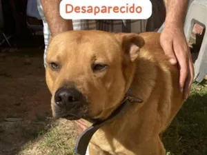 Cachorro raça SRD-ViraLata idade 5 anos nome Shelby