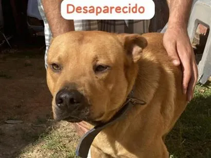 Cachorro raça SRD-ViraLata idade 5 anos nome Shelby