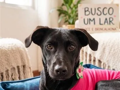 Cachorro raça SRD-ViraLata idade 2 a 6 meses nome Violeta 