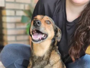 Cachorro raça SRD-ViraLata idade 6 ou mais anos nome Pluto