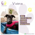 Violeta 