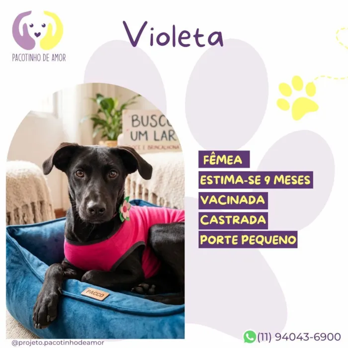 Cachorro raça SRD-ViraLata idade 2 a 6 meses nome Violeta 