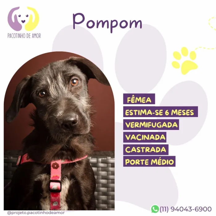 Cachorro raça SRD-ViraLata idade 7 a 11 meses nome Pompom