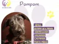 Pompom
