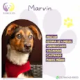 Marvin