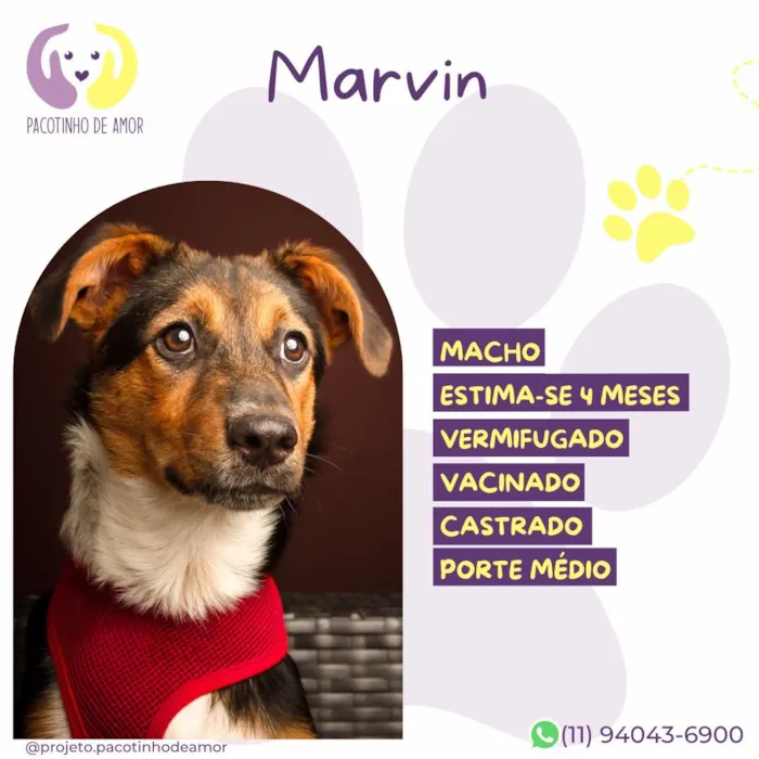 Cachorro raça SRD-ViraLata idade 2 a 6 meses nome Marvin