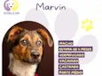 Marvin