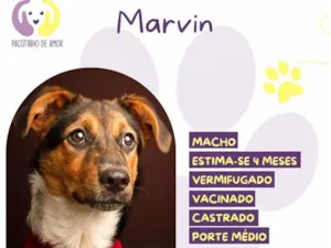 Cachorro raça SRD-ViraLata idade 2 a 6 meses nome Marvin