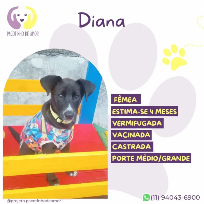 Cachorro raça SRD-ViraLata idade 2 a 6 meses nome Diana