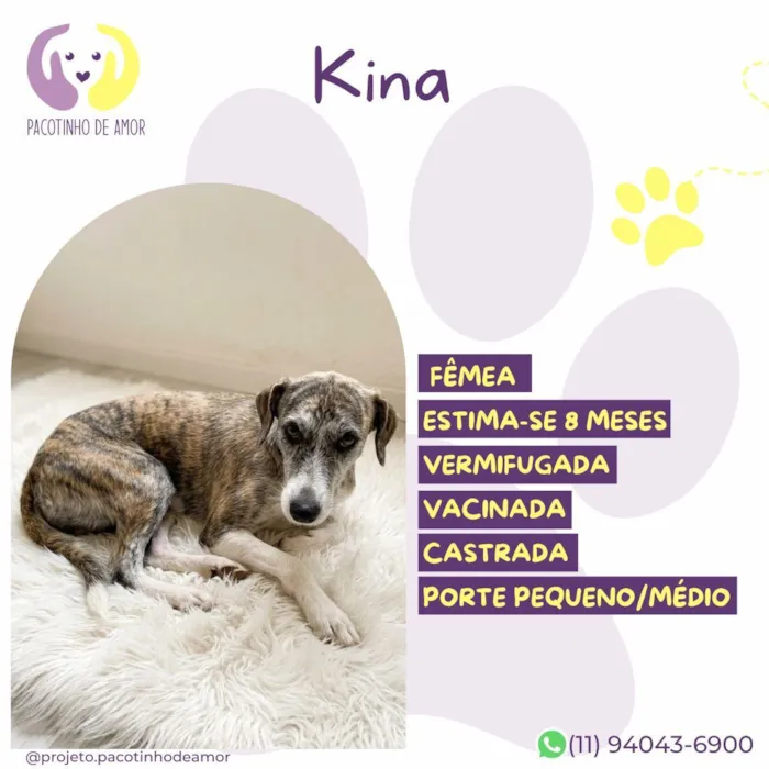 Cachorro raça SRD-ViraLata idade 1 ano nome Kina