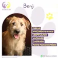 Benji