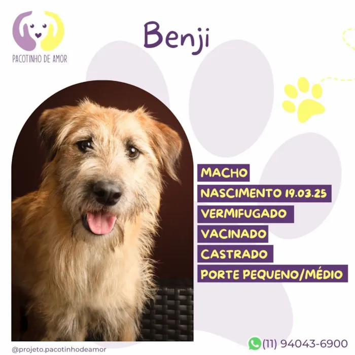 Cachorro raça SRD-ViraLata idade 2 a 6 meses nome Benji