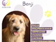 Benji