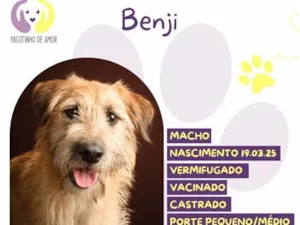 Cachorro raça SRD-ViraLata idade 2 a 6 meses nome Benji