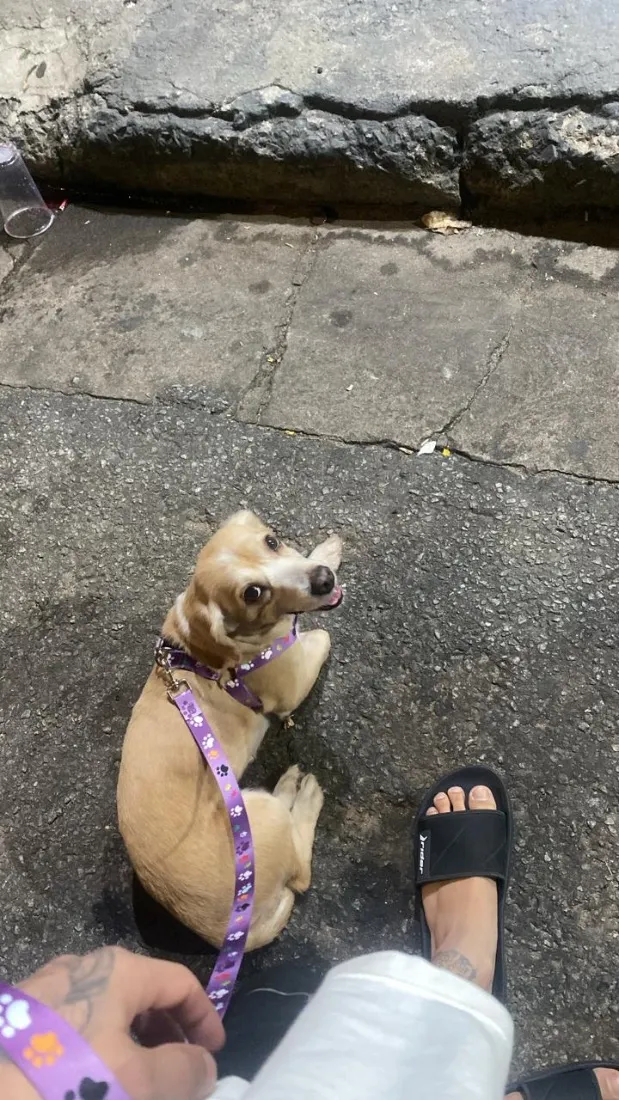 Cachorro raça SRD-ViraLata idade 6 ou mais anos nome Penélope