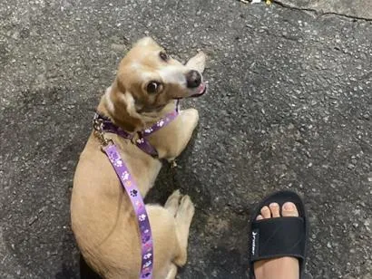Cachorro raça SRD-ViraLata idade 6 ou mais anos nome Penélope