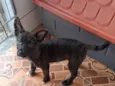 Thor e cacau 