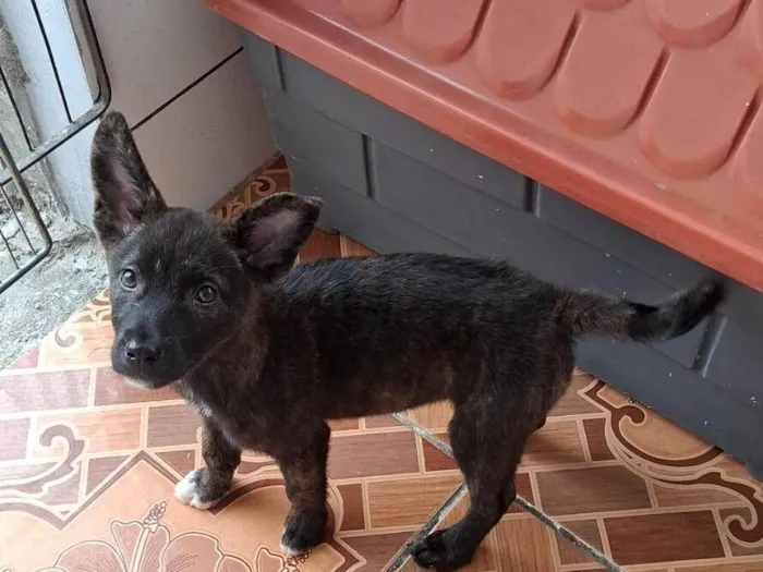 Cachorro raça SRD-ViraLata idade 2 a 6 meses nome Thor e cacau 
