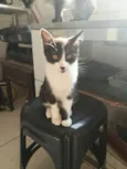 gatinhos 