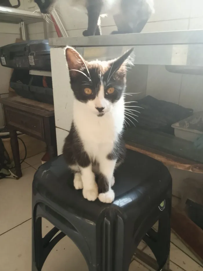 Gato raça SRD-ViraLata idade 2 a 6 meses nome gatinhos 