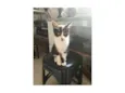 gatinhos 