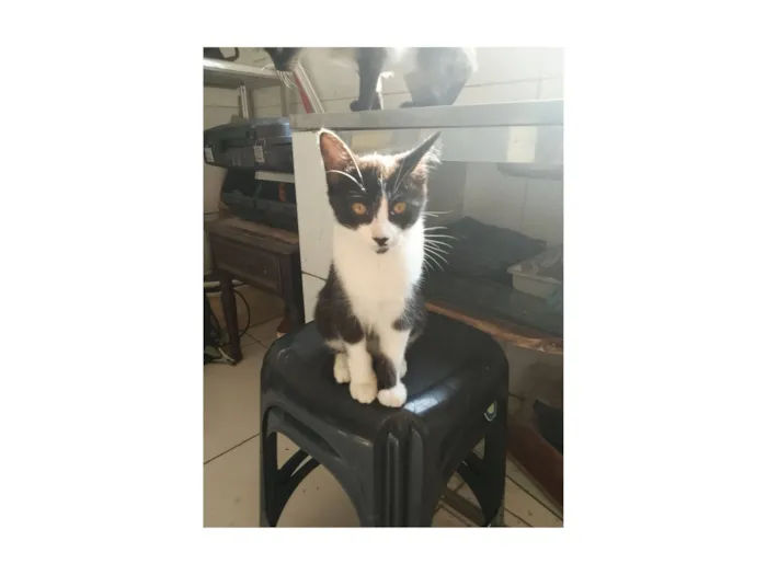 Gato raça SRD-ViraLata idade 2 a 6 meses nome gatinhos 