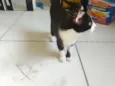 gatinhos 