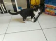 gatinhos 