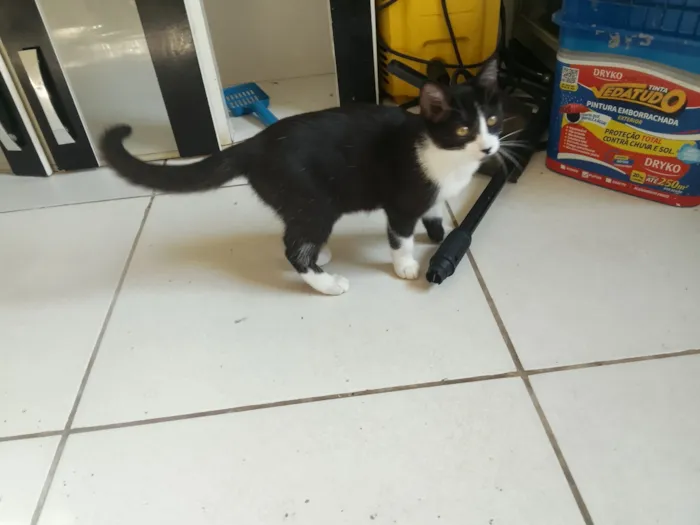 Gato raça SRD-ViraLata idade 2 a 6 meses nome gatinhos 