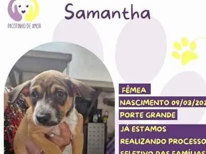 Cachorro raça SRD-ViraLata idade 7 a 11 meses nome Samantha