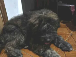 Cachorro raça SRD-ViraLata idade 2 a 6 meses nome Max
