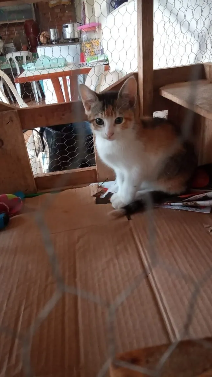 Gato raça SRD-ViraLata idade 2 a 6 meses nome Tricolorzinha