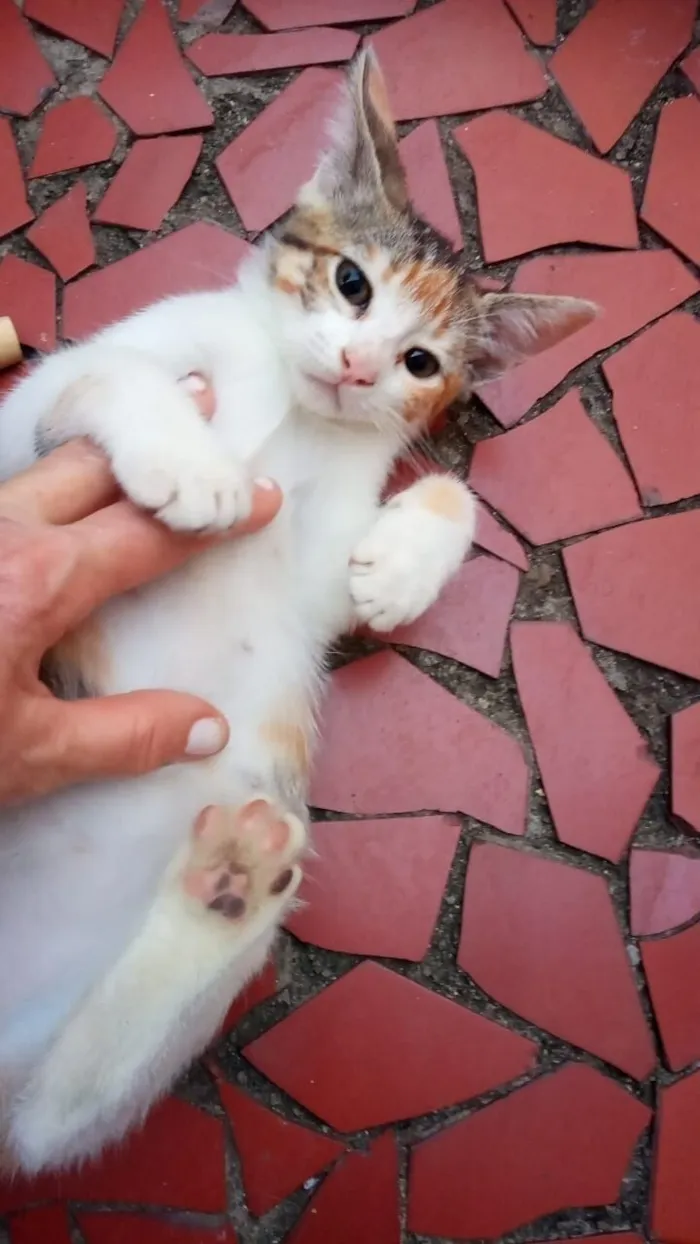 Gato raça SRD-ViraLata idade 2 a 6 meses nome Tricolorzinha