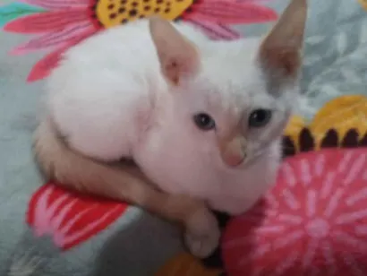 Gato raça SRD-ViraLata idade 2 a 6 meses nome branquinho e oncinha