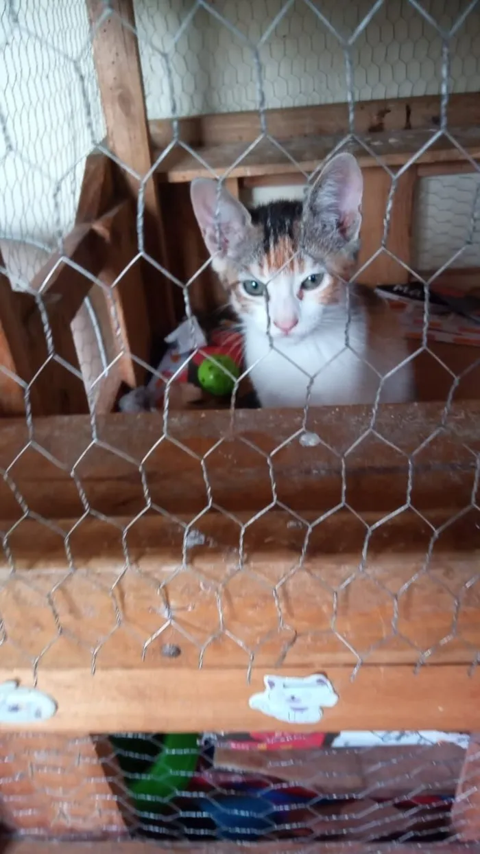Gato raça SRD-ViraLata idade 2 a 6 meses nome Tricolorzinha