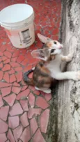 Tricolorzinha