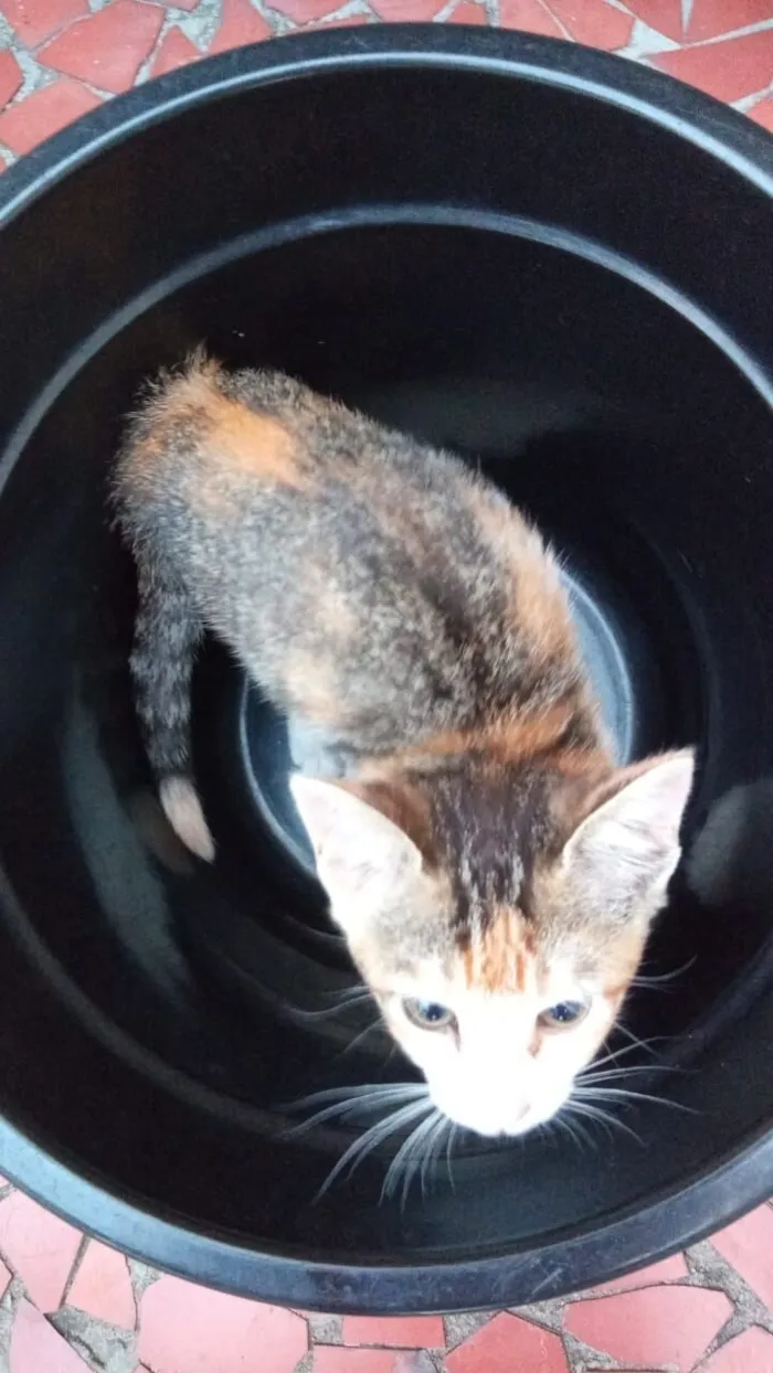 Gato raça SRD-ViraLata idade 2 a 6 meses nome Tricolorzinha