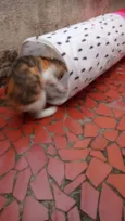 Tricolorzinha