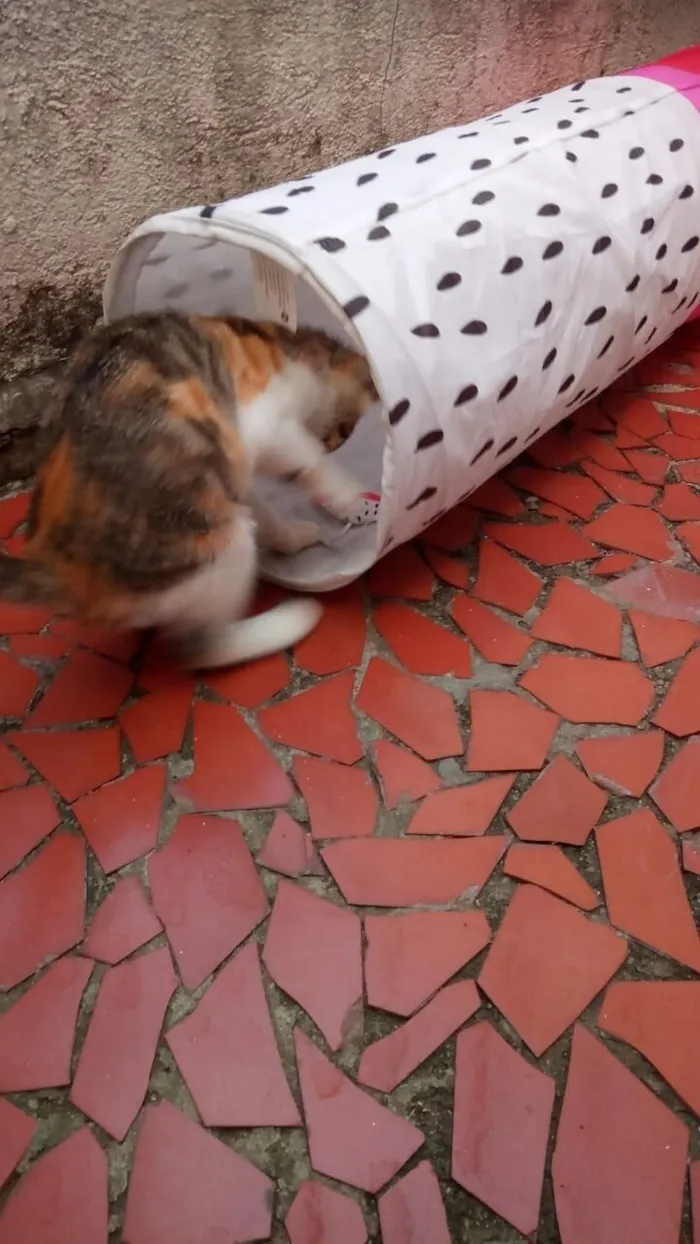 Gato raça SRD-ViraLata idade 2 a 6 meses nome Tricolorzinha