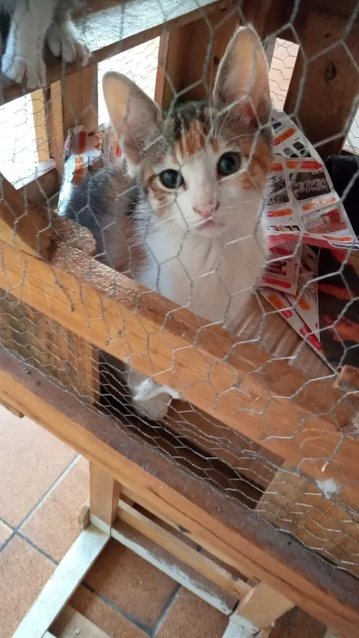 Gato raça SRD-ViraLata idade 2 a 6 meses nome Tricolorzinha