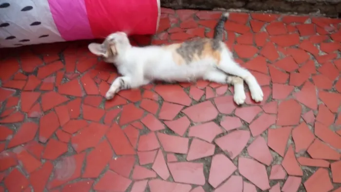 Gato raça SRD-ViraLata idade 2 a 6 meses nome Tricolorzinha