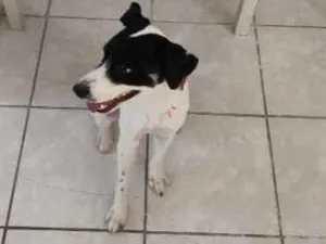 Cachorro raça SRD-ViraLata idade 7 a 11 meses nome Thor