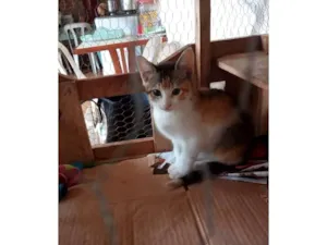 Gato raça SRD-ViraLata idade 2 a 6 meses nome Tricolorzinha