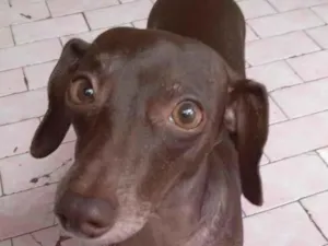 Cachorro raça SRD-ViraLata idade 5 anos nome Baby