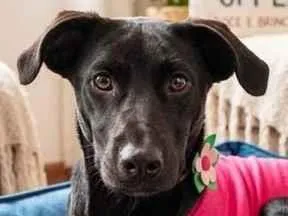 Cachorro raça SRD-ViraLata idade 2 a 6 meses nome Violeta 