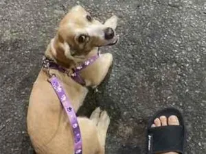 Cachorro raça SRD-ViraLata idade 6 ou mais anos nome Penélope