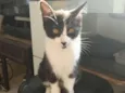 gatinhos 