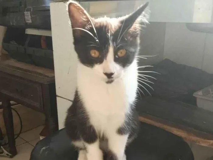 Gato raça SRD-ViraLata idade 2 a 6 meses nome gatinhos 