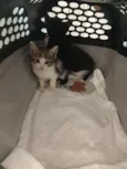 Gata