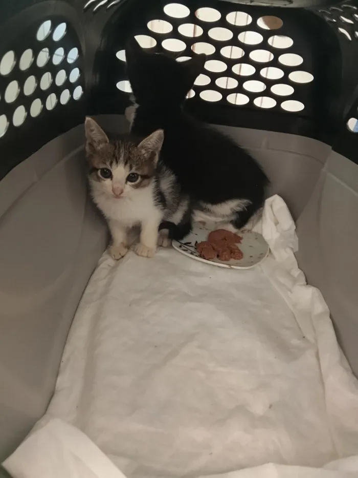 Gato raça SRD-ViraLata idade Abaixo de 2 meses nome Gata